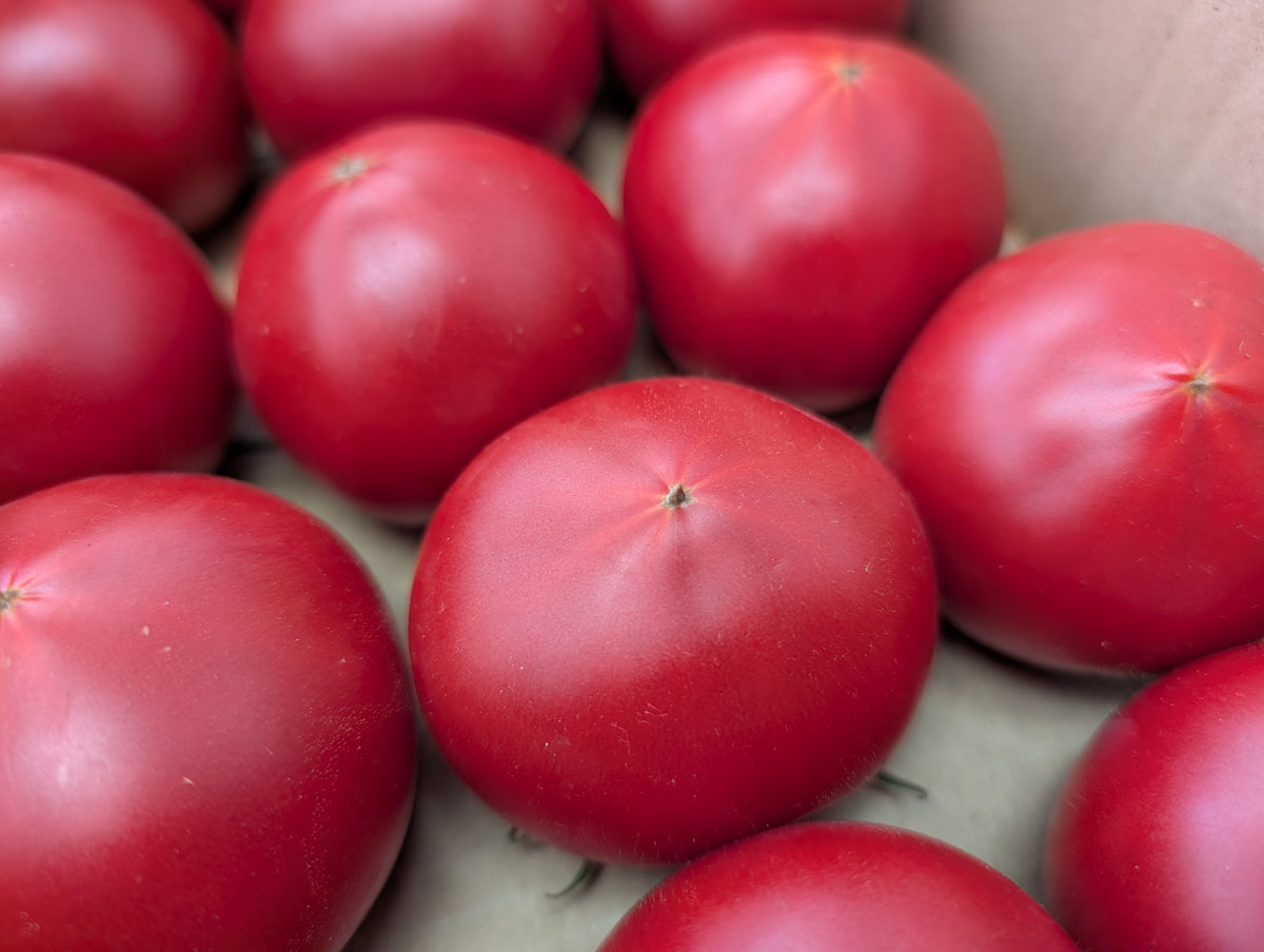 今シーズン販売終了】やわらかい越冬フルーツトマト【訳あり特価