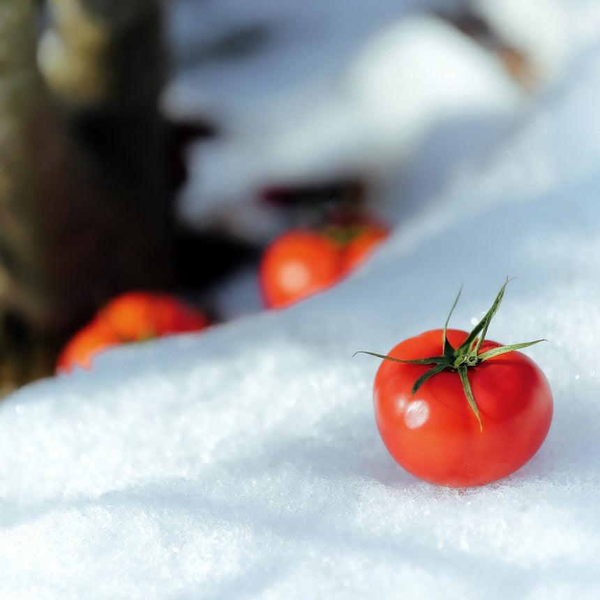 1年にたった2週間のインターネット販売。日本一を獲得した「越冬トマト」のご紹介