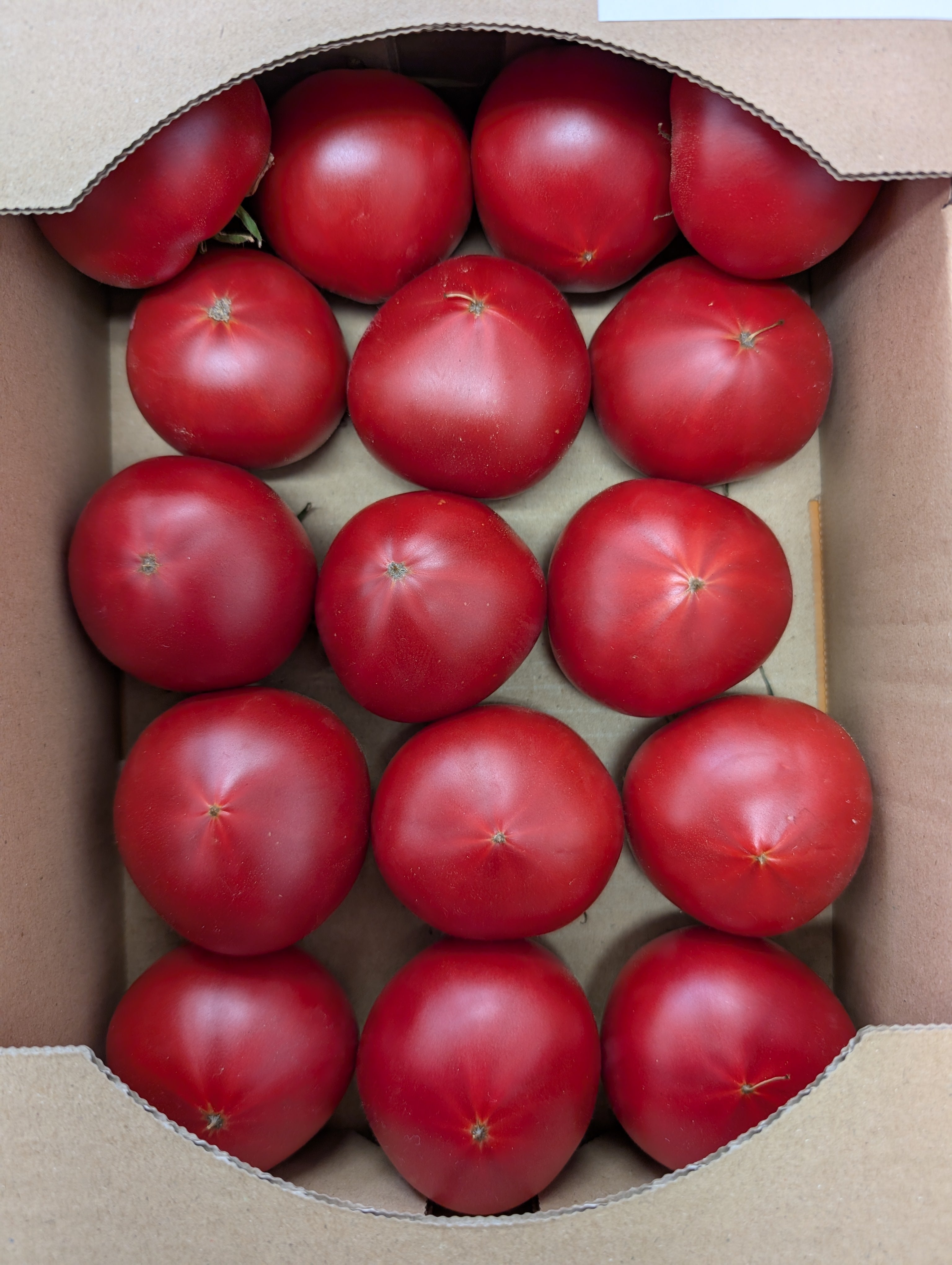 今シーズン販売終了】やわらかい越冬フルーツトマト【訳あり特価