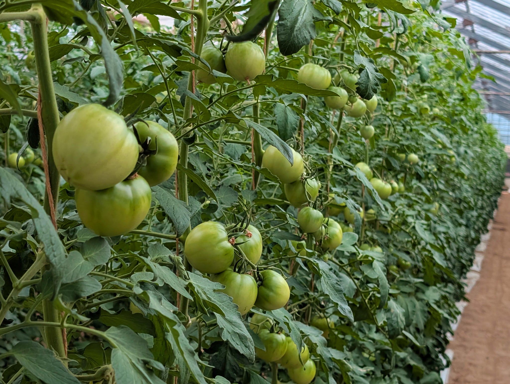 【秋冬限定】寒暖差トマト【糖度7～8】