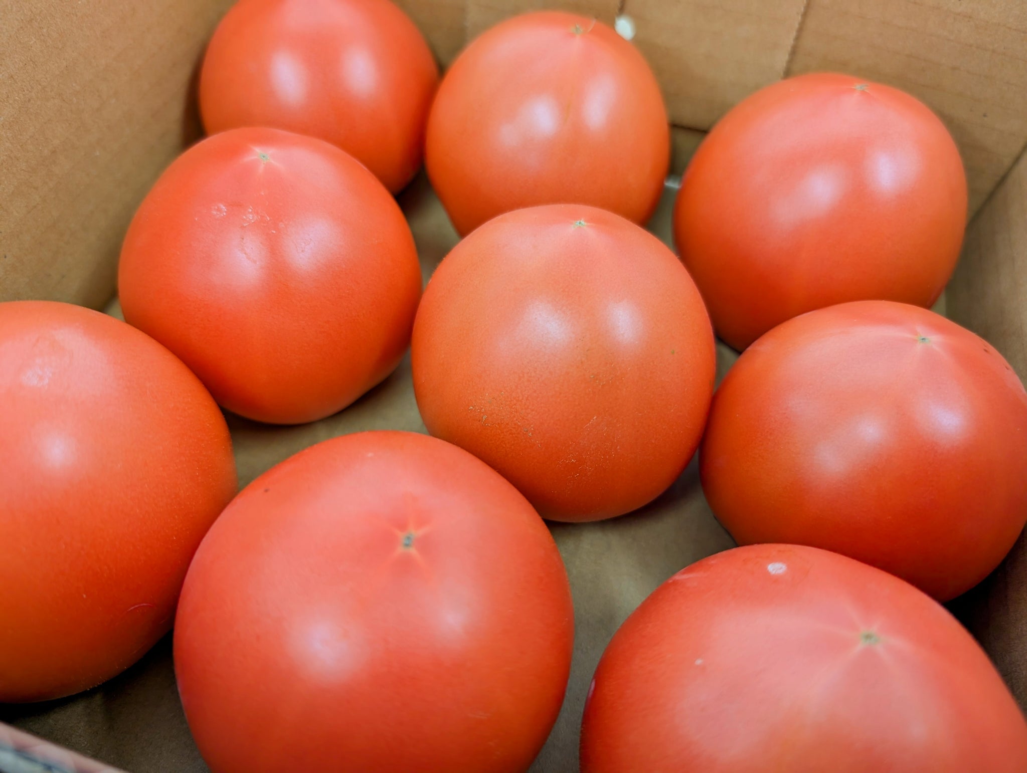 【秋冬限定】寒暖差トマト【糖度7～8】