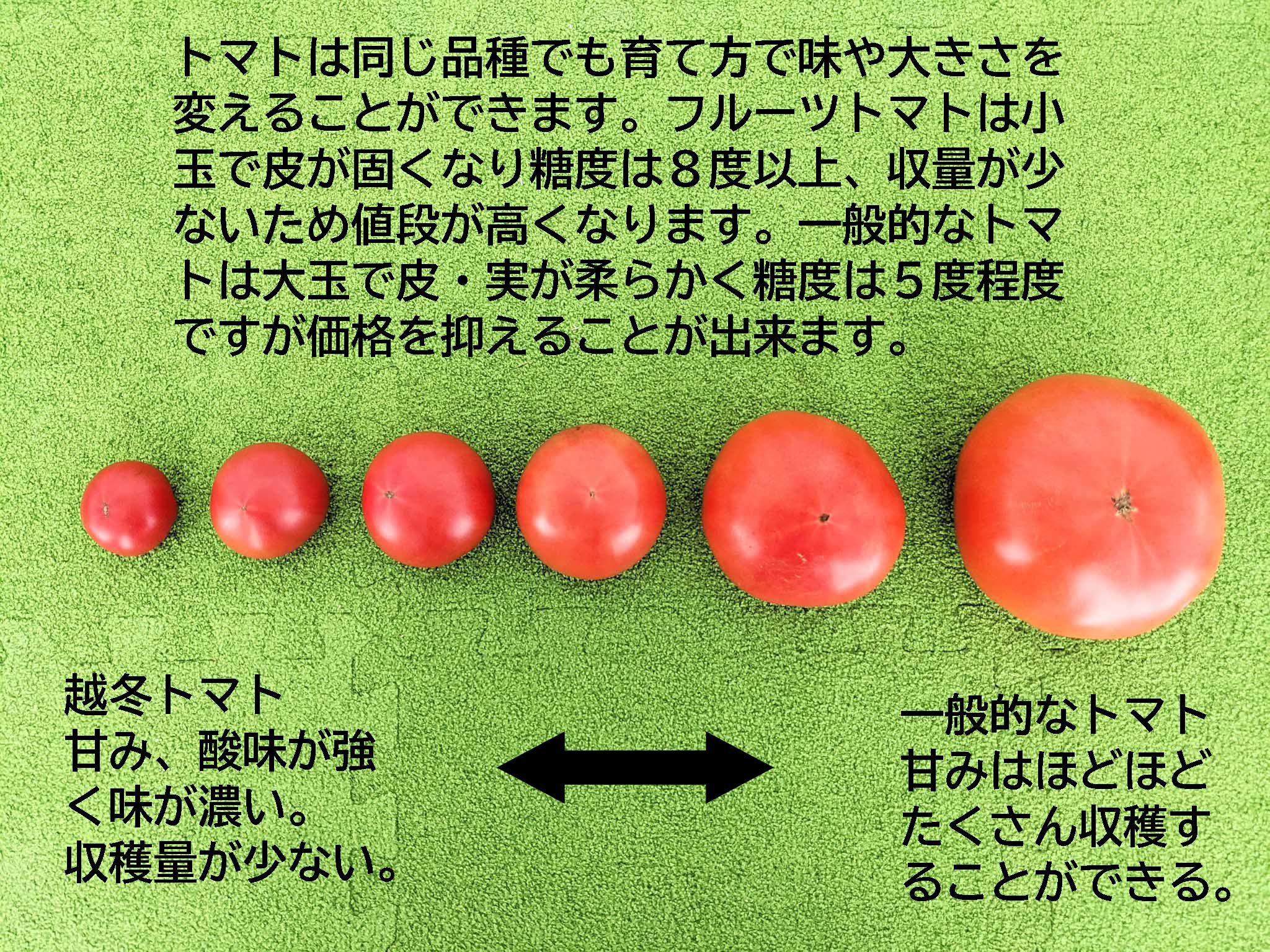 【終了しました】越冬フルーツトマト1kg箱【2023年販売終了】